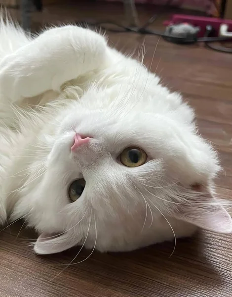 Фотография Белой Кошки Лежащей Спине Деревянном Полу Персидской Кошки Лежащей — стоковое фото
