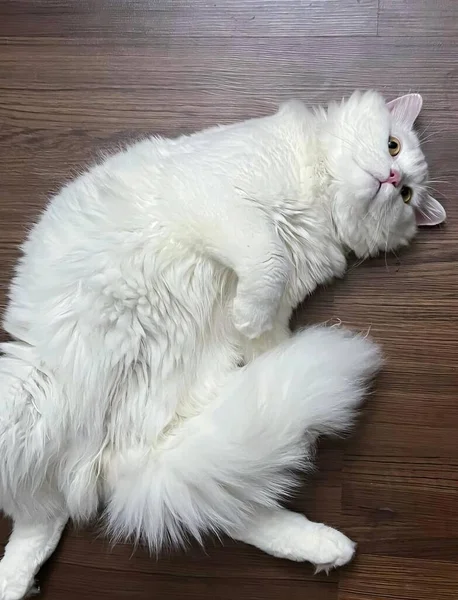 背中に頭を置いて床に横たわっている白い猫の写真 — ストック写真