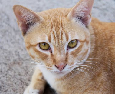 Yere oturmuş kameraya bakan bir kedinin fotoğrafı..