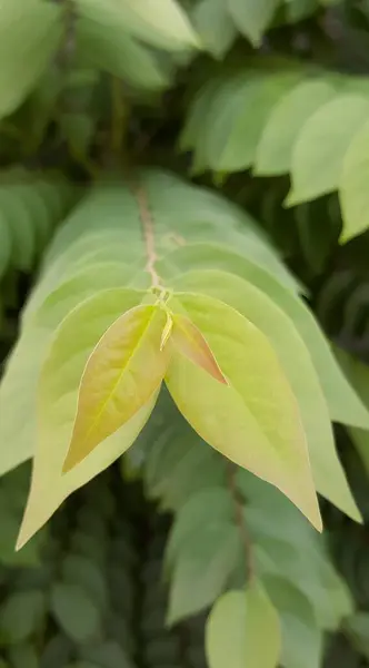 a photography of a green leaf with a yellow center, there is a close up of a leaf with a yellow center.