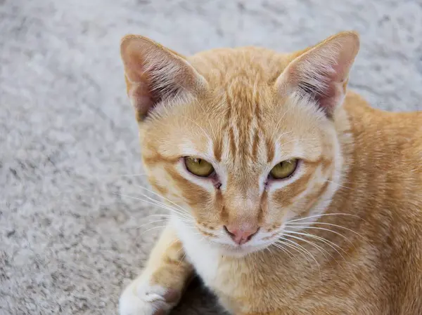 카메라를 누워있는 고양이의 바닥에 누워있는 고양이가있다 — 스톡 사진