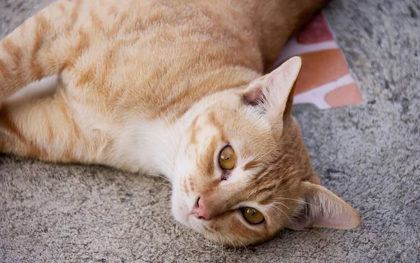 카펫에 머리와 바닥에 고양이의 — 스톡 사진