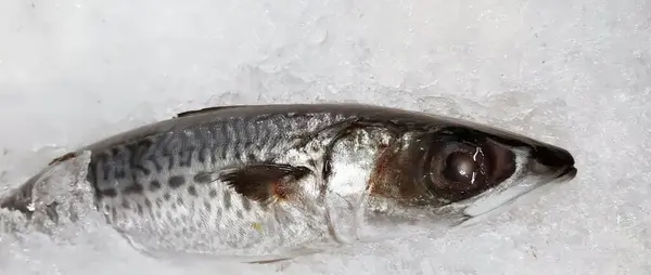 Фотография Рыбы Лежащей Льду Рыба Лежащая Льду — стоковое фото