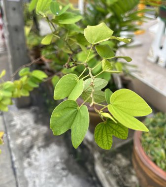 Saksıda yeşil yapraklı bir bitkinin fotoğrafı var. Kaldırımda bir saksının içinde yetişen bir bitki var..