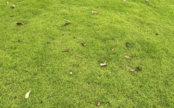 Eine Fotografie Eines Grünen Rasens Mit Einem Bund Laub Darauf — Stockfoto
