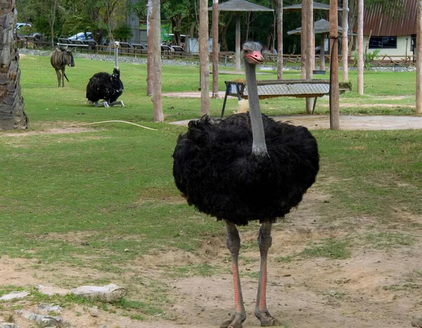 Photography Ostrich Standing Field Other Ostriches Large Bird Standing Grass — Stock Photo, Image