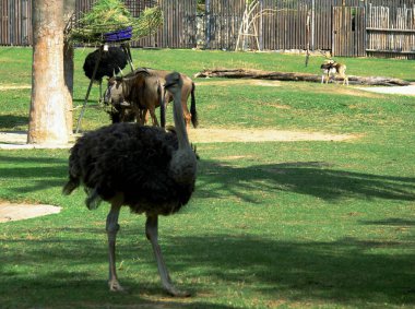 Çimenli bir bölgedeki bir grup hayvanın fotoğrafı. Çimlerin üzerinde duran bir sürü hayvan var..