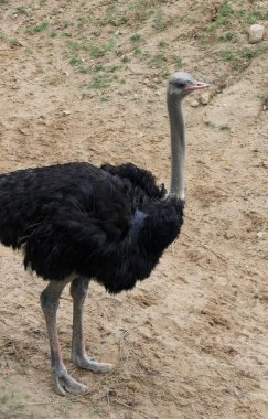 Toprak zeminde duran devekuşunun fotoğrafı. Toprağın üstünde duran büyük bir kuş var..