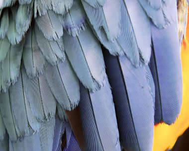 Bir kuşun tüylerinin yakın plan çekimi, mavi ve yeşil bir kuşun tüylerinin yakın plan çekimi..