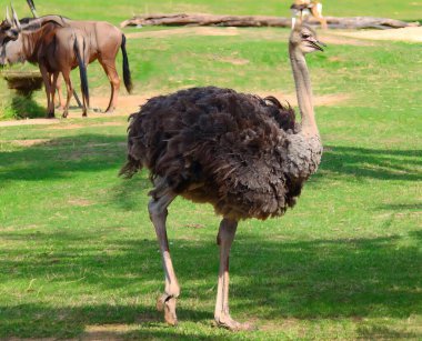 Bir devekuşunun ve tarladaki diğer hayvanların fotoğrafı. Diğer hayvanlarla birlikte çimlerin üzerinde duran büyük bir devekuşu var..