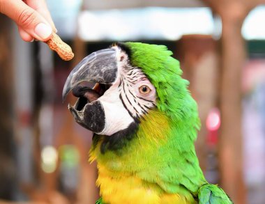 Bir papağanın, bir insanın elinden yemek yerken çekilmiş bir fotoğrafı. Bir papağan, bir parça yemek yiyor..