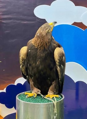 Arka planda bulutlu bir gökyüzü olan bir direkte oturan bir kuşun fotoğrafı. Direkte oturan bir kuş var..