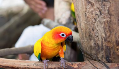Hayvanat bahçesindeki bir dala konmuş renkli bir kuşun fotoğrafı. Bir dalda oturan sarı ve turuncu bir kuş var..