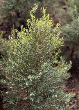 Ormanda yeşil yaprakları olan küçük bir ağacın fotoğrafı. Toprakta büyüyen küçük bir ağaç var..