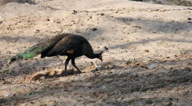 Bir tavus kuşunun yerde yemek yerken çekilmiş bir fotoğrafı. Toprağın üstünde duran bir kuş var..