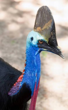 Renkli bir kafası, uzun bir boynu, renkli bir kafası, uzun bir boynu ve siyah bir vücudu olan bir kuşun fotoğrafı..