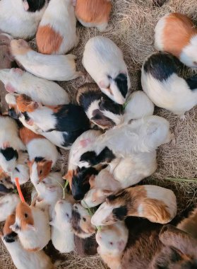 Bir grup İtalyan 'ın bir yığın samanlıkta havuçla ot yediği bir fotoğraf..