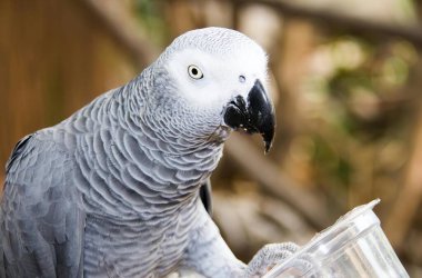 Bir papağanın elinde fincanla masada otururken çekilmiş bir fotoğrafı. Bardağın üzerinde oturan bir kuş var..