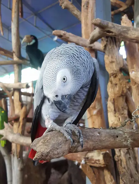 Eine Fotografie Eines Papageis Der Auf Einem Ast Einem Käfig — Stockfoto