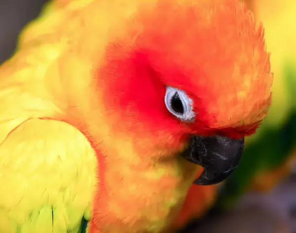 Ett Fotografi Närbild Färgglad Fågel Med Ett Rött Öga Det — Stockfoto