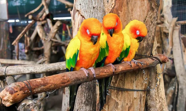Una Fotografía Grupo Pájaros Sentados Una Rama Tres Coloridos Pájaros — Foto de Stock