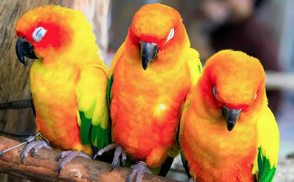 Fotografie Tří Pestrobarevných Ptáků Usazených Větvi — Stock fotografie