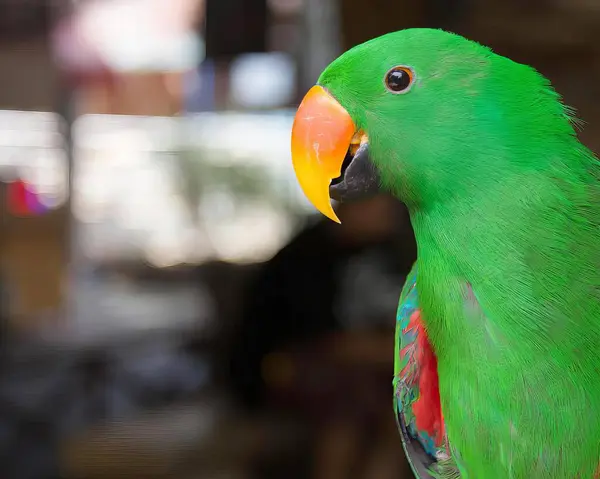 Photography Green Parrot Bright Orange Beak Green Parrot Sitting Perch — Stock Photo, Image