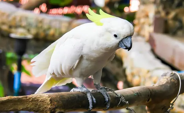 Fotografia Uccello Bianco Con Testa Gialla Seduta Ramo — Foto Stock