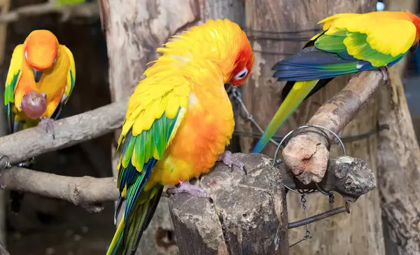 Una Fotografía Grupo Coloridos Pájaros Posados Una Rama Árbol Tres —  Fotos de Stock