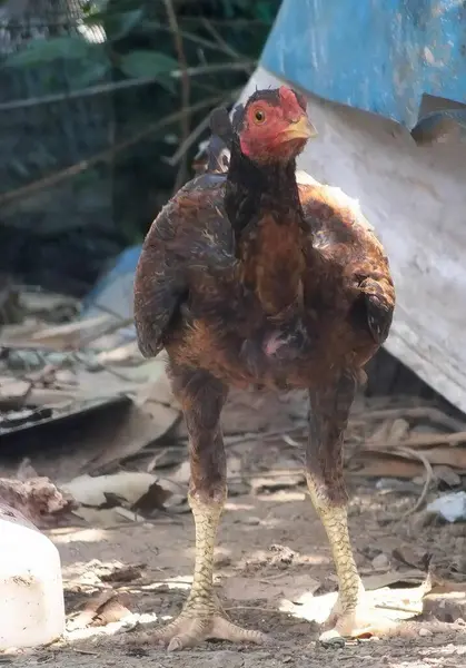 Eine Fotografie Eines Huhns Das Der Nähe Eines Gebäudes Dreck — Stockfoto