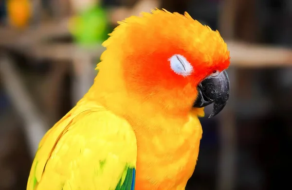 一只红头蓝眼睛的黄色鹦鹉的照片 色彩艳丽 羽毛明亮 栖息在栖木上 — 图库照片