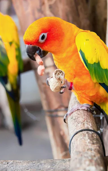 Una Fotografía Dos Pájaros Coloridos Sentados Una Rama Comiendo Comida —  Fotos de Stock