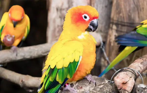 Fotografia Grupy Kolorowych Ptaków Siedzących Gałęzi Drzewa Trzy Kolorowe Ptaki — Zdjęcie stockowe