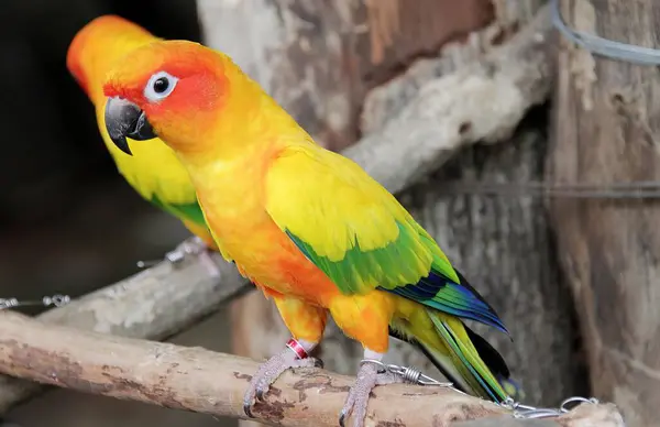 枝に覆われたカラフルな鳥の写真 ケージの枝に覆われた明るい色の鳥 — ストック写真