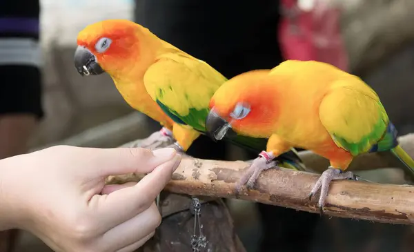 Una Fotografia Due Uccelli Gialli Verdi Appollaiati Ramo Sono Due — Foto Stock