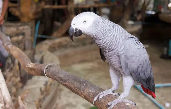 Fotografia Papugi Siedzącej Gałęzi Zoo Tam Jest Ptak Który Siedzi — Zdjęcie stockowe