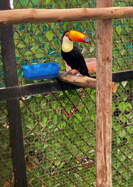 Photography Toucao Sitting Perch Cage Bird Sitting Perch Cage — Stock Photo, Image