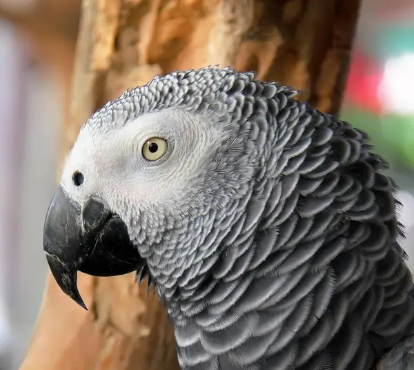 a photography of a parrot with a white head and gray feathers, there is a large gray parrot with a yellow eye sitting on a tree.