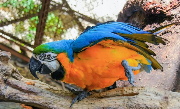 Фотография Красочного Попугая Сидящего Ветке Зоопарке Синего Оранжевого Попугая Сидящего — стоковое фото