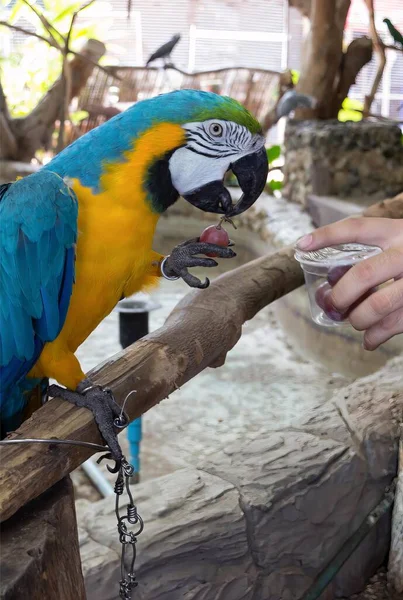 a photography of a parrot is eating food from a person\'s hand.