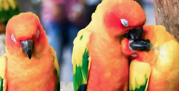 Una Fotografía Dos Pájaros Colores Sentados Una Rama Árbol Hay —  Fotos de Stock