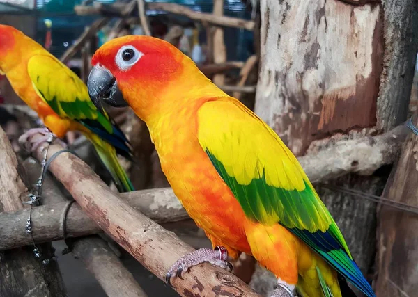 a photography of two colorful birds perched on a branch, brightly colored birds perched on a branch in a zoo.