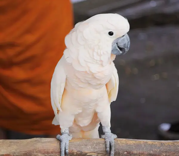 Eine Fotografie Eines Weißen Papageis Auf Einem Ast Sitzend Mit — Stockfoto