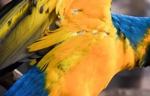 Eine Fotografie Eines Farbenfrohen Vogels Mit Ausgebreiteten Flügeln Einem Bunten — Stockfoto