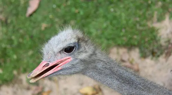 Photography Ostrich Very Big Beak Close Bird Very Big Beak — Stock Photo, Image