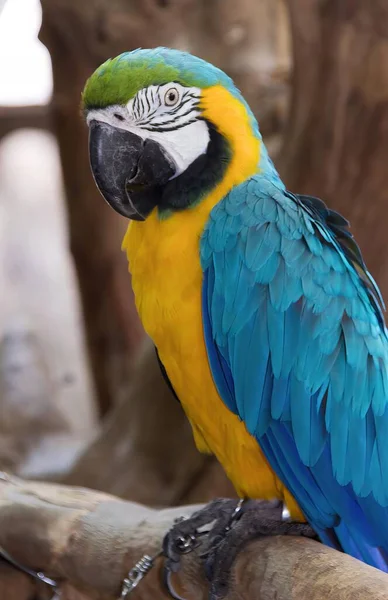 Uma Fotografia Papagaio Colorido Sentado Galho Papagaio Sentado Galho Com — Fotografia de Stock