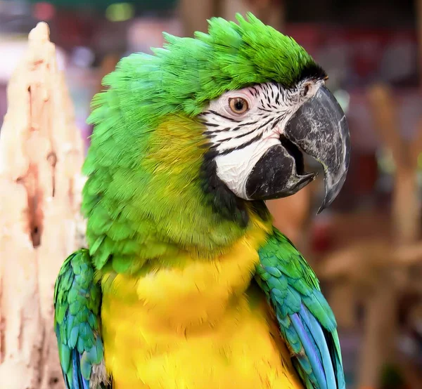 Uma Fotografia Papagaio Com Penas Verdes Amarelas Papagaio Com Penas — Fotografia de Stock