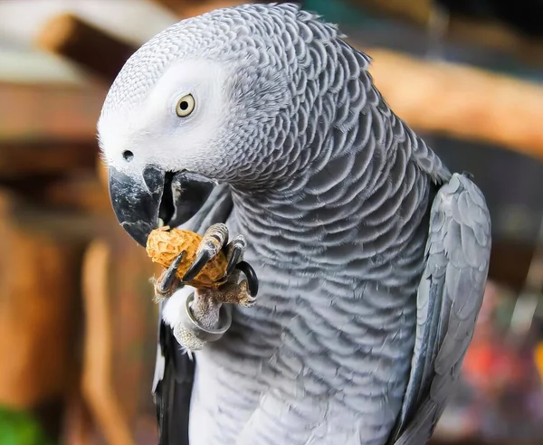 a photography of a parrot eating a piece of food in its mouth, there is a large gray parrot eating a piece of food.