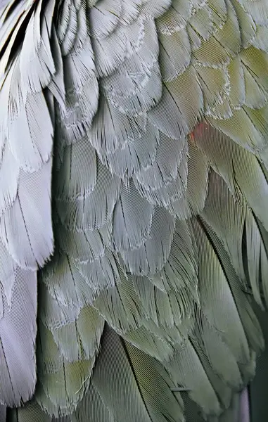 Fotografia Bliska Skrzydła Ptaka Zbliżenie Skrzydła Ptaka Czerwoną Plamą — Zdjęcie stockowe