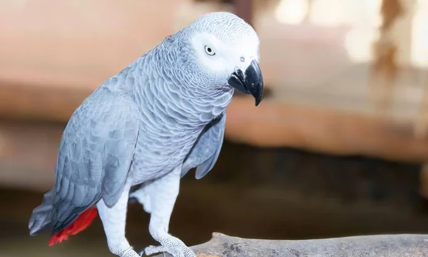 Uma Fotografia Papagaio Empoleirado Ramo Zoológico Pássaro Que Está Ramo — Fotografia de Stock
